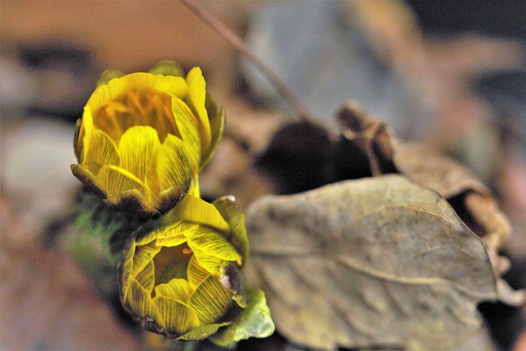 春よ来い、春よ来い～