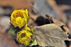 春よ来い、春よ来い～