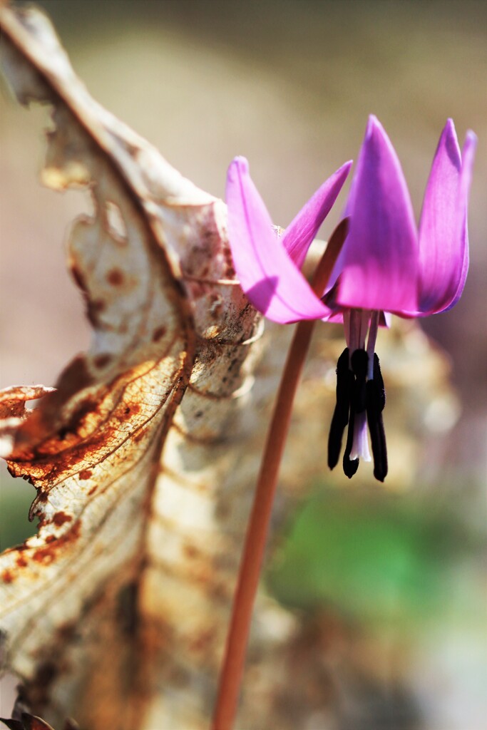 これから私の季節よ～