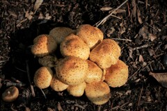 秋の贈り物(ツチスギタケ）