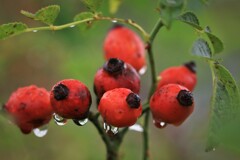 september rain(9月の雨）