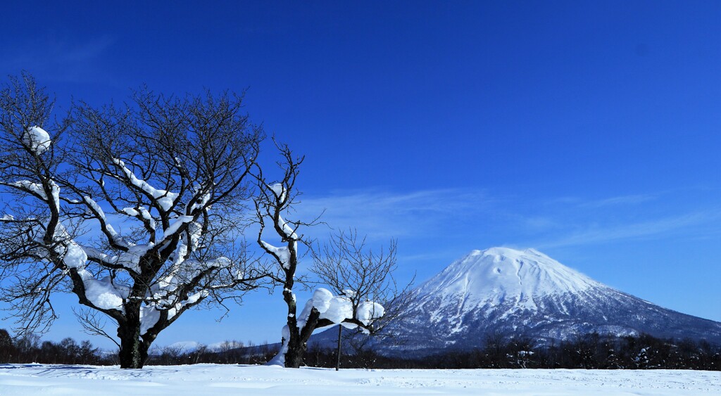 羊蹄山とサクランボの木