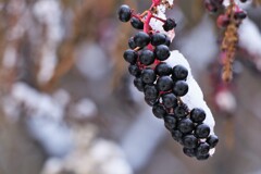 冬がやって来た