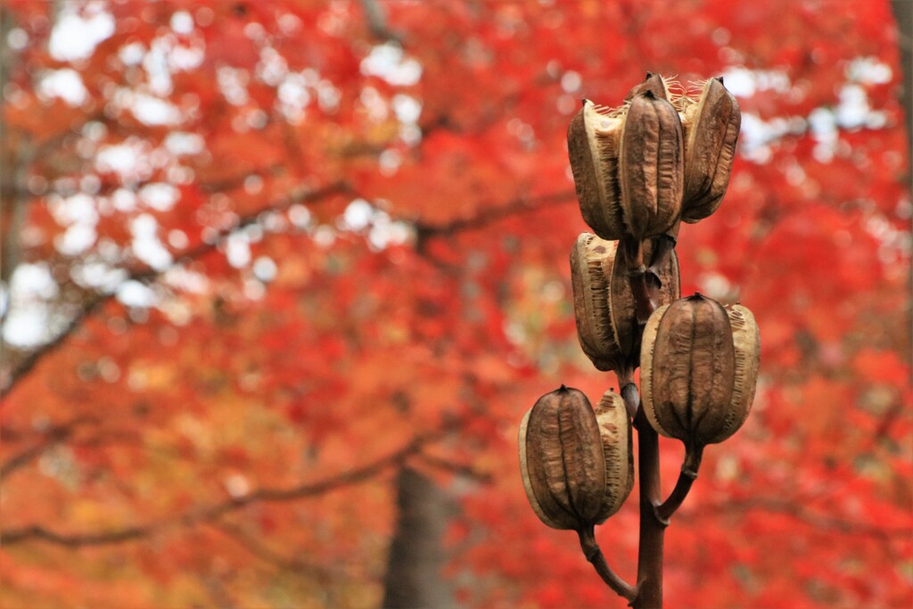 それぞれの秋♪