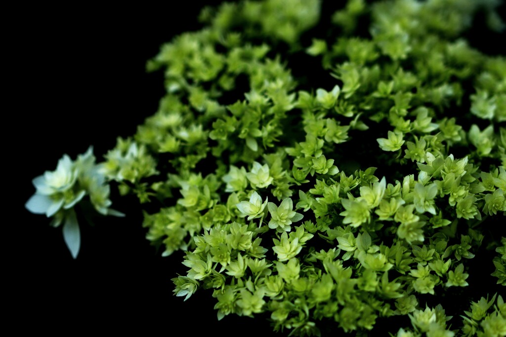 紫陽花Ⅳ