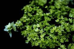 紫陽花Ⅳ