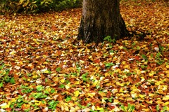 紅葉絨毯