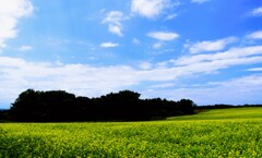 真夏のカラシナ畑