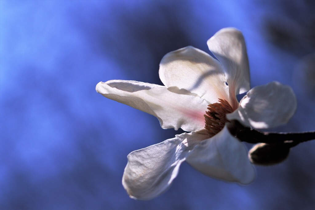 コブシが咲きだしました