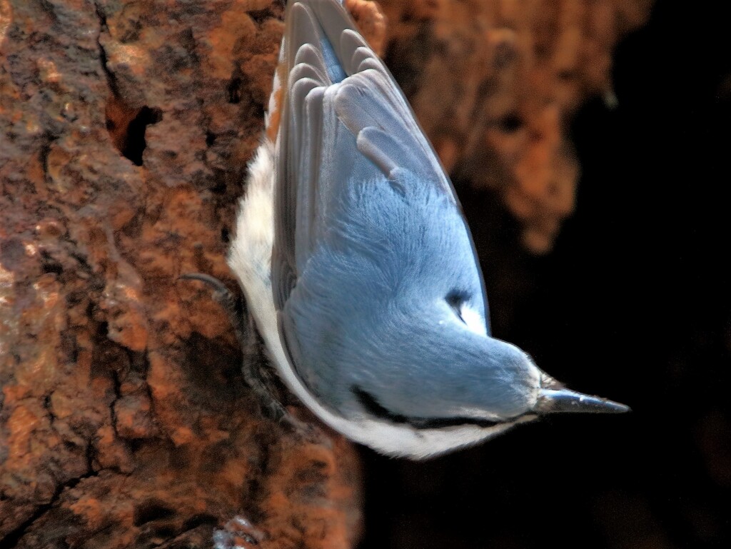 ゴジュ（蔵出）