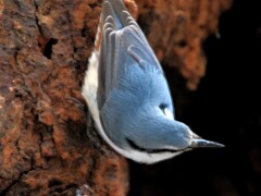 ゴジュ（蔵出）