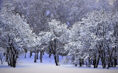 雪は降るあなたは来ない♪