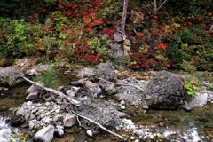 小さい秋見つけた～