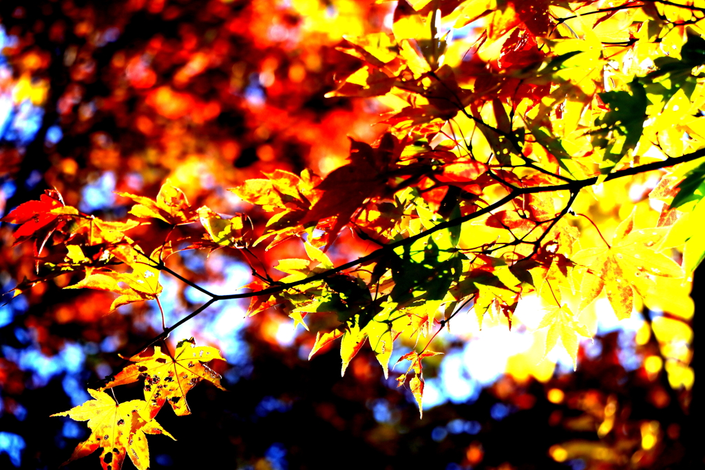 紅葉（カエデ）