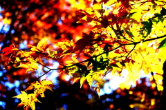 紅葉（カエデ）
