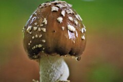 september rain(9月の雨）