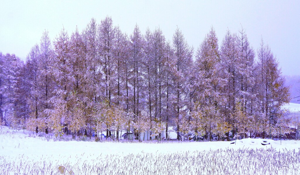 初冬（再投稿）