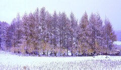 初冬（再投稿）