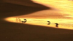 夕日中のトウネン