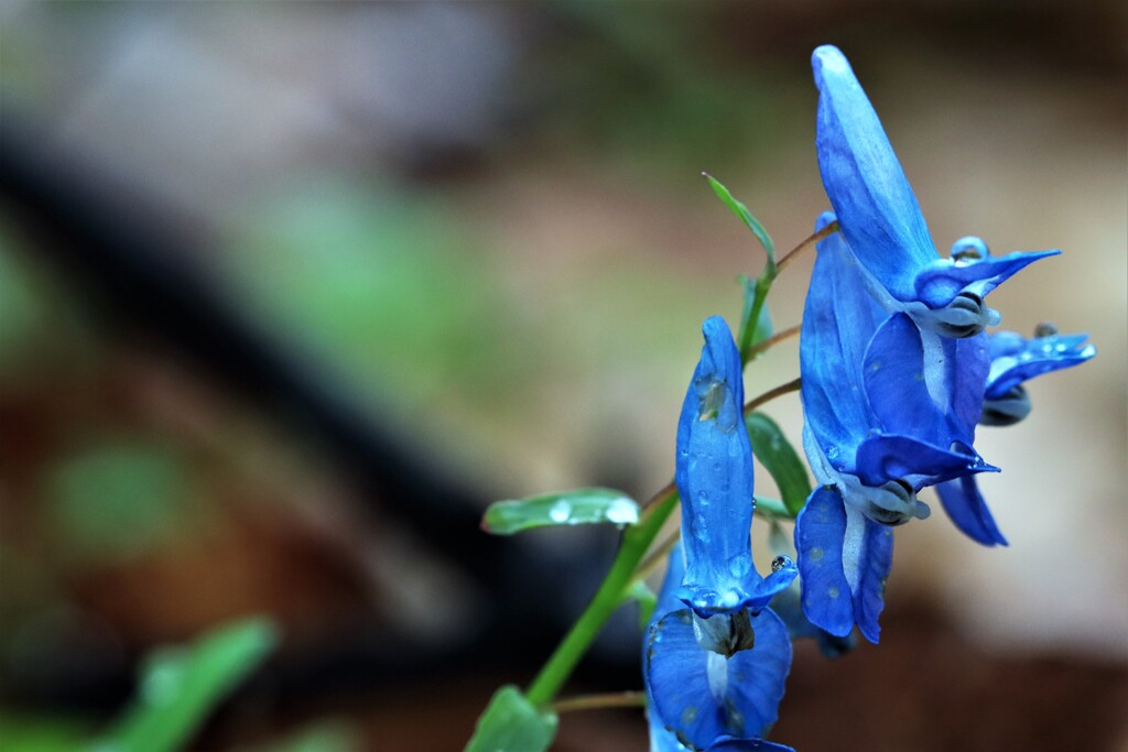 April rain(4月の雨）Ⅱ 