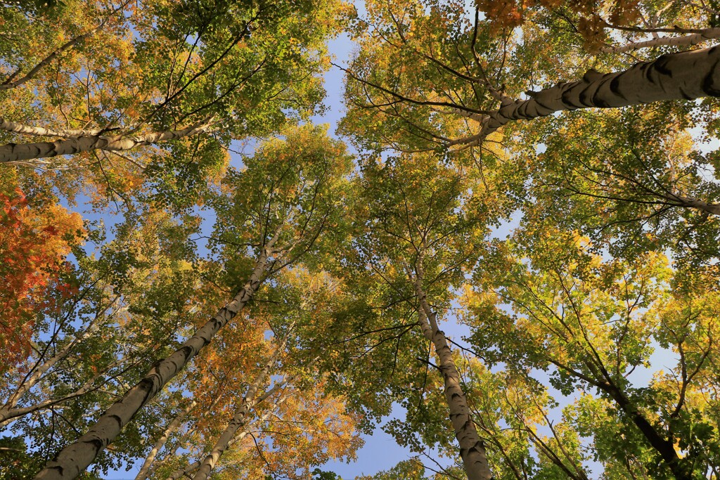 見上げてごらん～