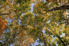 見上げてごらん～