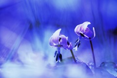 春の花Ⅱ（カタクリ、レタッチ）