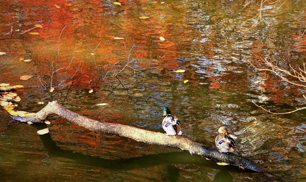 それぞれの秋(蔵出）