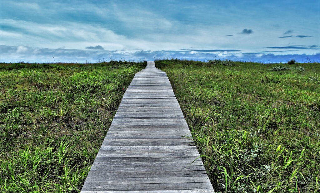 天空へ続く木道