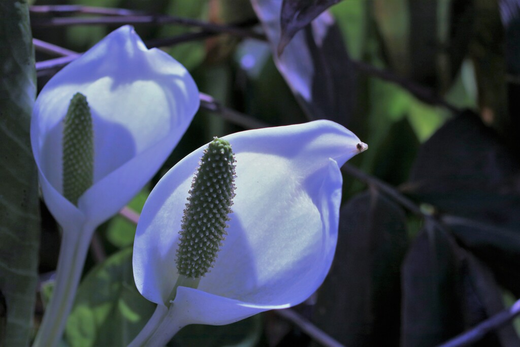 春の花Ⅲ(水芭蕉）