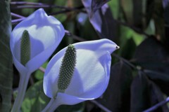 春の花Ⅲ(水芭蕉）