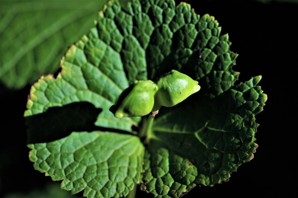 花が終わり実をつけるⅠ