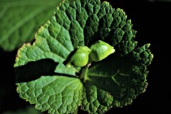 花が終わり実をつけるⅠ