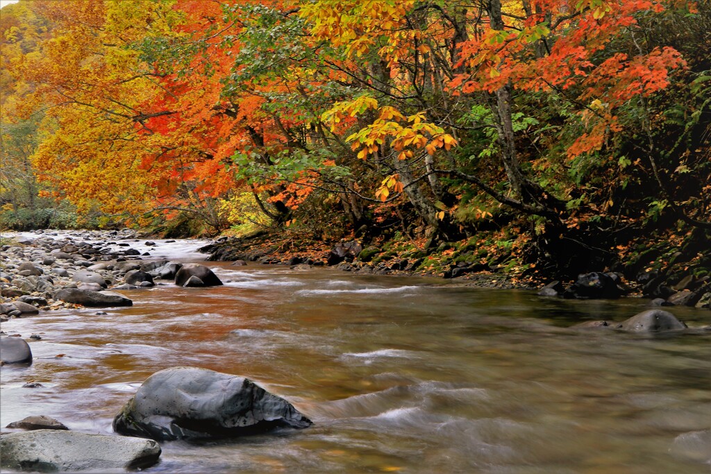 燃える秋（定山渓白井川）