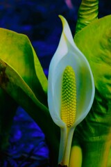 咲きだした水芭蕉