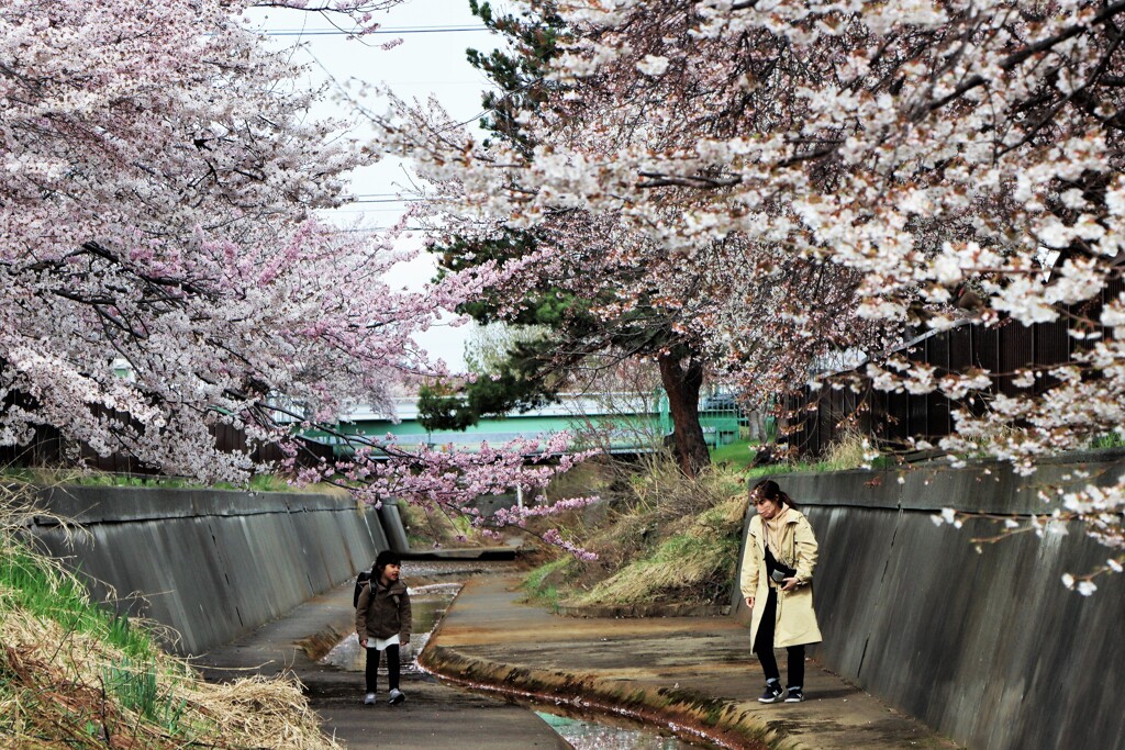 桜Ⅰ
