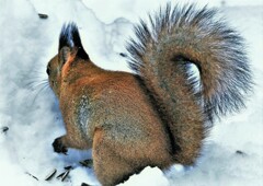 捜し物は何ですか～