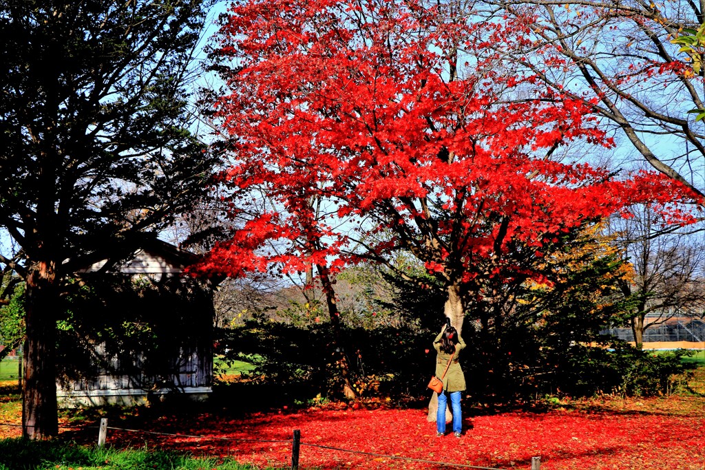 今年最後の紅葉