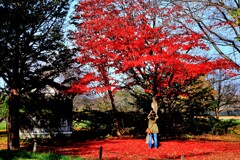 今年最後の紅葉