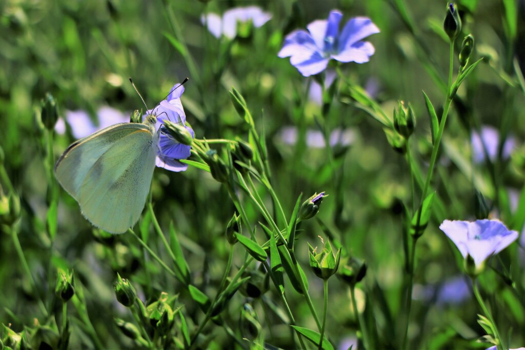 亜麻の花と蝶
