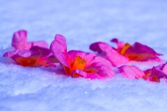雪椿 雪椿