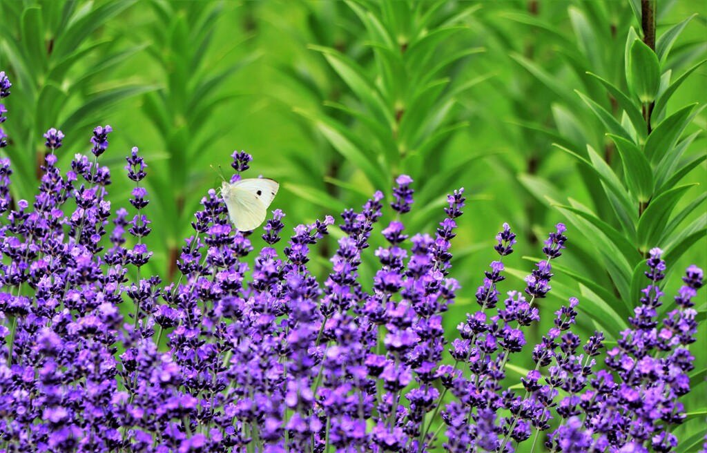 蝶とラベンダ－