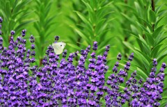 蝶とラベンダ－