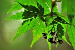 新緑（カエデ）