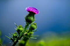 夏の花アザミ