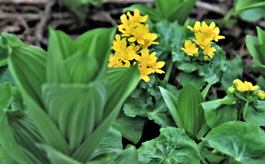 エゾノリュウキンカ(ヤチブキ)Ⅱ