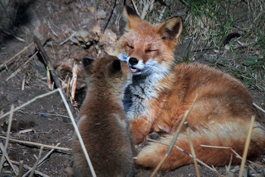 子キツネ物語Ⅰ