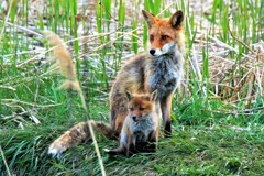 キタキツネ物語Ⅱ(子育て）