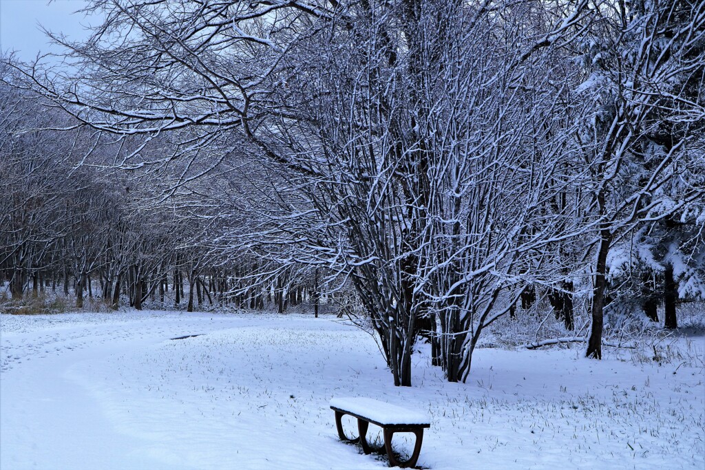 冬がやって来た