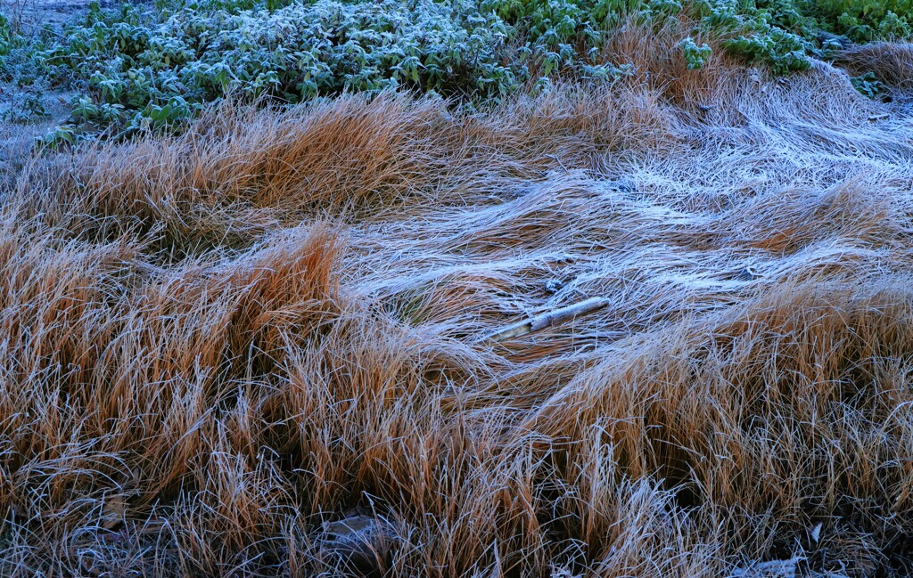 冬近し（霜）